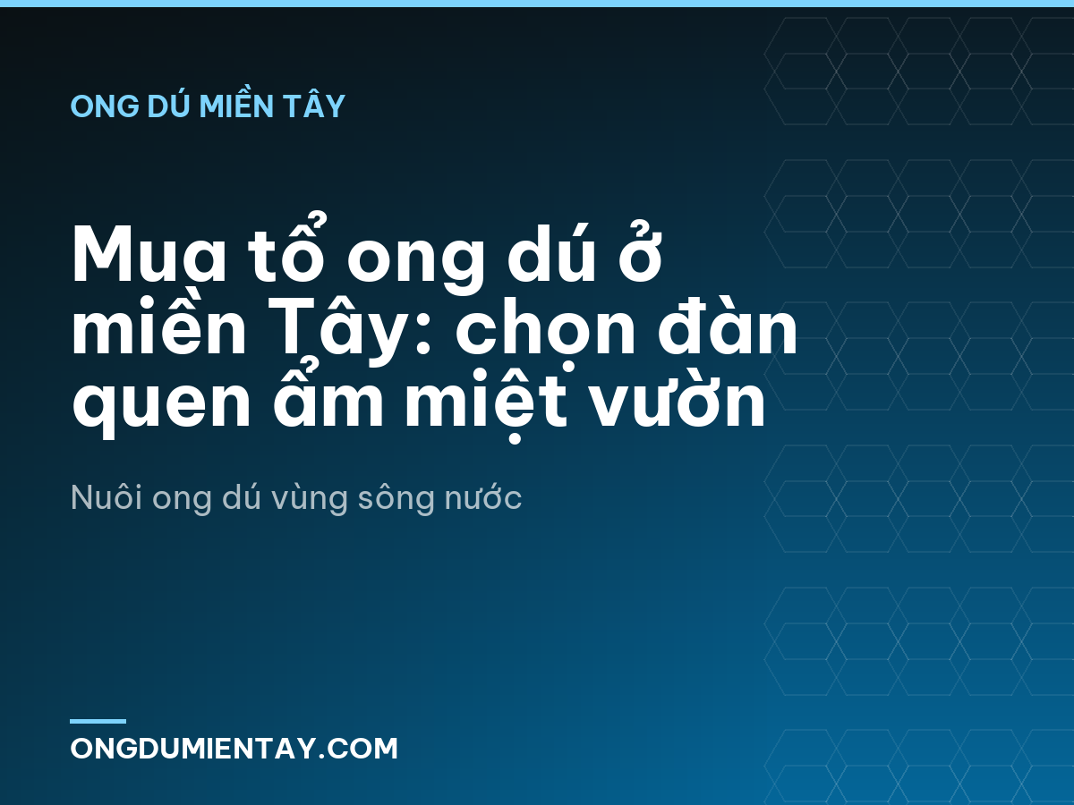 Mua tổ ong dú ở miền Tây: chọn đàn quen ẩm miệt vườn