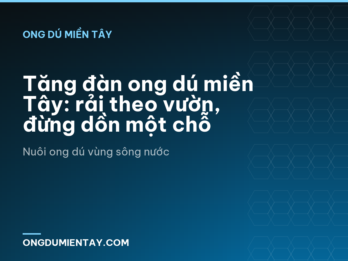 Tăng đàn ong dú miền Tây: rải theo vườn, đừng dồn một chỗ