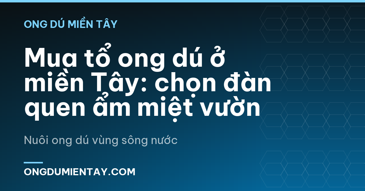 Mua tổ ong dú ở miền Tây: chọn đàn quen ẩm miệt vườn